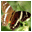 Altarsoft Photo Editor icon