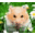 Cute Hamsters Windows 7 Theme icon