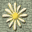 Flower Color Screensaver icon