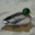 Hungry Ducks Screensaver icon
