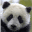 Panda Cam icon