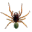 SSH2 Spider icon