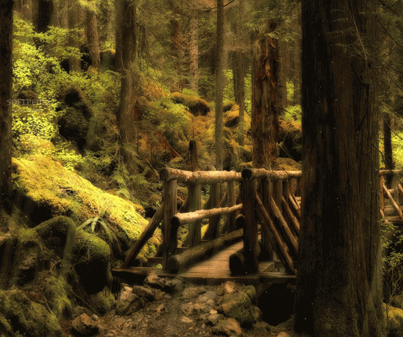 Forest Bridge Animated Wallpaper Crack With License Key Latest