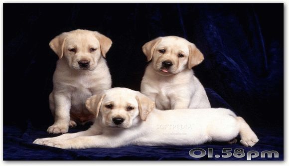 Pretty Puppies Free Screensaver Activation Code Full Version