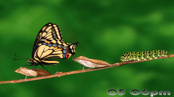 Splendid Butterflies Free Screensaver Activator Full Version