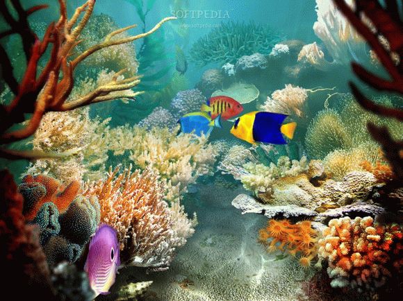 Tropical Fish 3D Screensaver Crack With Serial Key Latest
