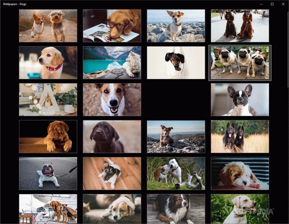 Wallpapers - Dogs Crack Plus Activator